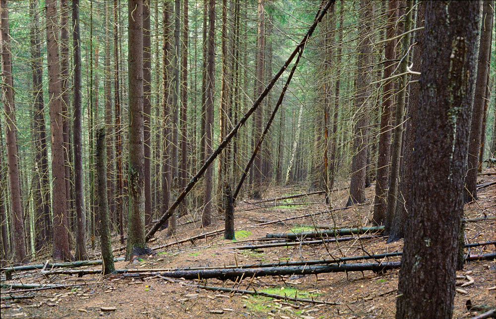 Ore Mountains, Czech Republic, off-road trail, Bleistadt (Graslitz), suché trees