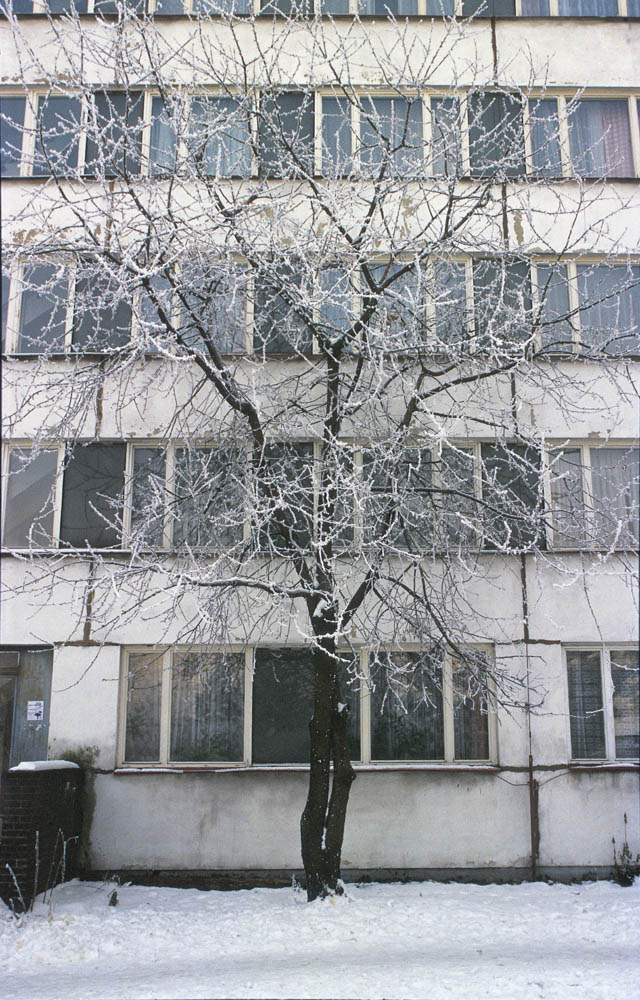 Prosek, Prague, Litoměřická, tree, cherry, winter snow