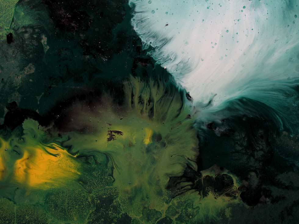  detail Euchloron megaera